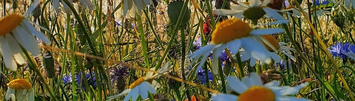 Wiesenblumen